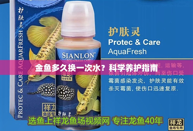 金魚多久換一次水？科學(xué)養(yǎng)護(hù)指南 金魚多久換一次水？科學(xué)養(yǎng)護(hù)指南 龍魚百科 第1張
