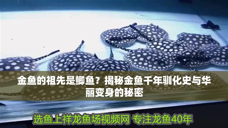 金魚的祖先是鯽魚？揭秘金魚千年馴化史與華麗變身的秘密