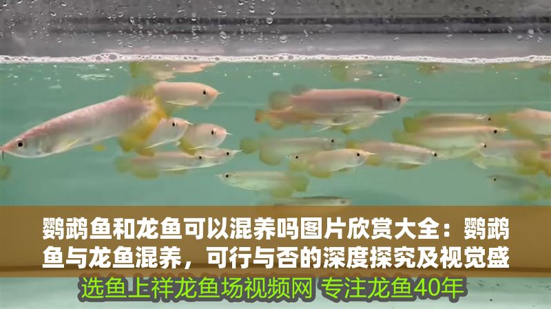 鸚鵡魚和龍魚可以混養嗎圖片欣賞大全：鸚鵡魚與龍魚混養，可行與否的深度探究及視覺盛宴