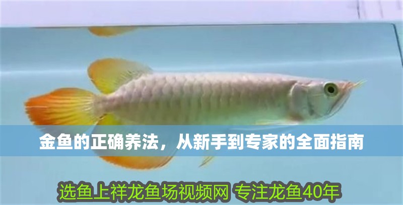 金魚的正確養(yǎng)法，從新手到專家的全面指南 金魚的正確養(yǎng)法，從新手到專家的全面指南 龍魚百科 第1張