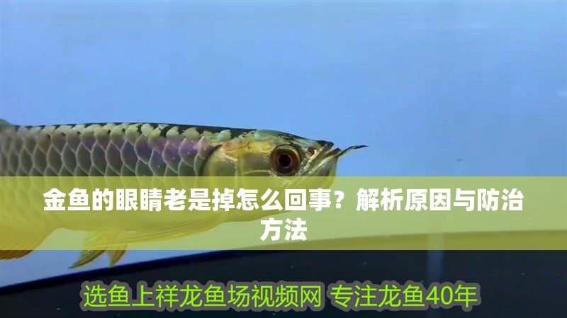 金魚的眼睛老是掉怎么回事？解析原因與防治方法