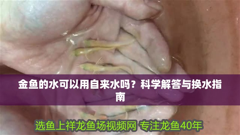 金魚的水可以用自來水嗎？科學解答與換水指南