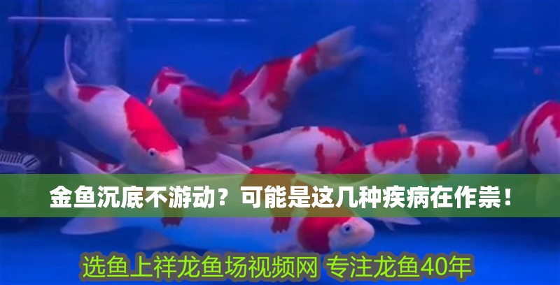 金魚沉底不游動?可能是這幾種疾病在作祟! 龍魚百科 第2張 金魚沉底不游動?可能是這幾種疾病在作祟! 金魚沉底不游動?可能是這幾種疾病在作祟! 龍魚百科 第2張