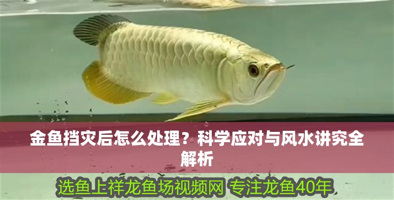 金魚擋災(zāi)后怎么處理？科學應(yīng)對與風水講究全解析