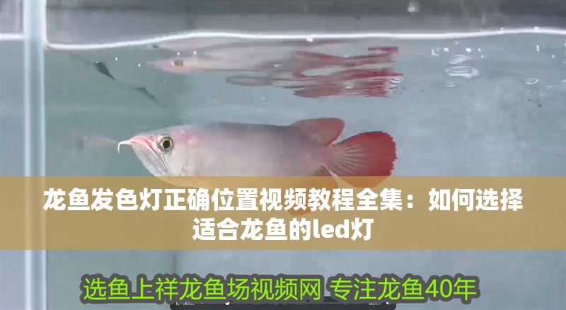 龍魚發色燈正確位置視頻教程全集：如何選擇適合龍魚的led燈 龍魚發色燈正確位置視頻教程全集：如何選擇適合龍魚的led燈 龍魚百科