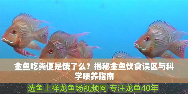 金魚吃糞便是餓了么？揭秘金魚飲食誤區與科學喂養指南 金魚吃糞便是餓了么？揭秘金魚飲食誤區與科學喂養指南 龍魚百科 第2張