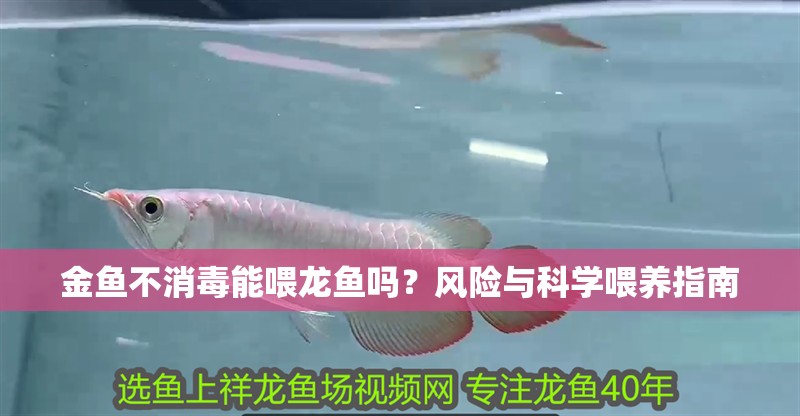 金魚不消毒能喂龍魚嗎？風險與科學喂養指南