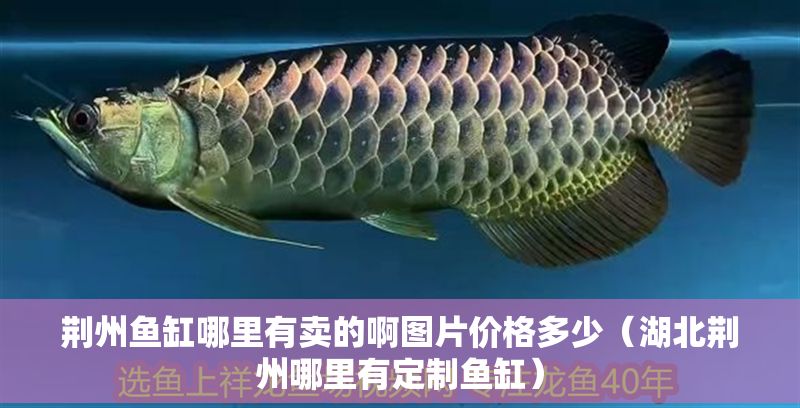 荊州魚缸哪里有賣的啊圖片價格多少（湖北荊州哪里有定制魚缸）