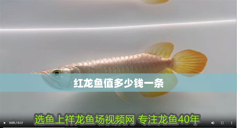 紅龍魚值多少錢一條