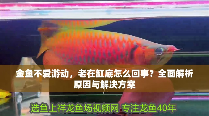 金魚不愛游動，老在缸底怎么回事？全面解析原因與解決方案