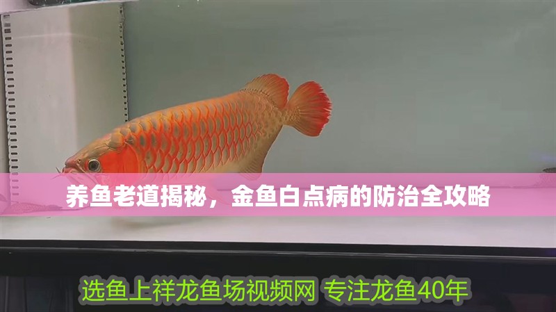 養(yǎng)魚(yú)老道揭秘，金魚(yú)白點(diǎn)病的防治全攻略 養(yǎng)魚(yú)老道揭秘，金魚(yú)白點(diǎn)病的防治全攻略 龍魚(yú)百科 第2張