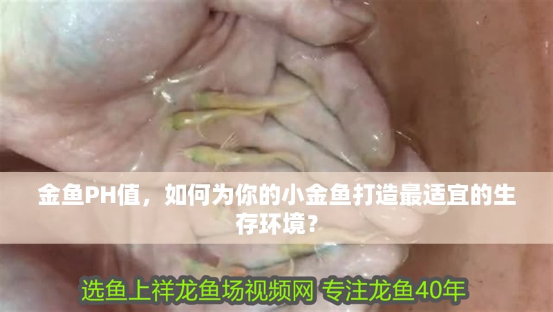 金魚PH值，如何為你的小金魚打造最適宜的生存環境？ 金魚PH值，如何為你的小金魚打造最適宜的生存環境？ 龍魚百科 第2張