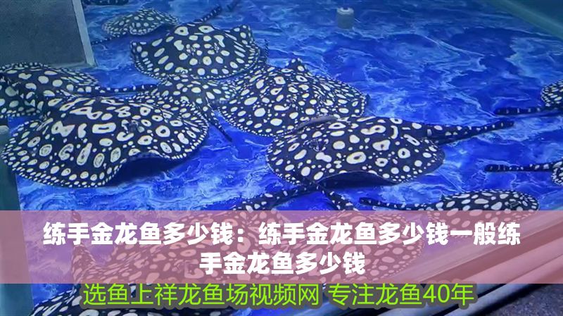 練手金龍魚多少錢：練手金龍魚多少錢一般練手金龍魚多少錢