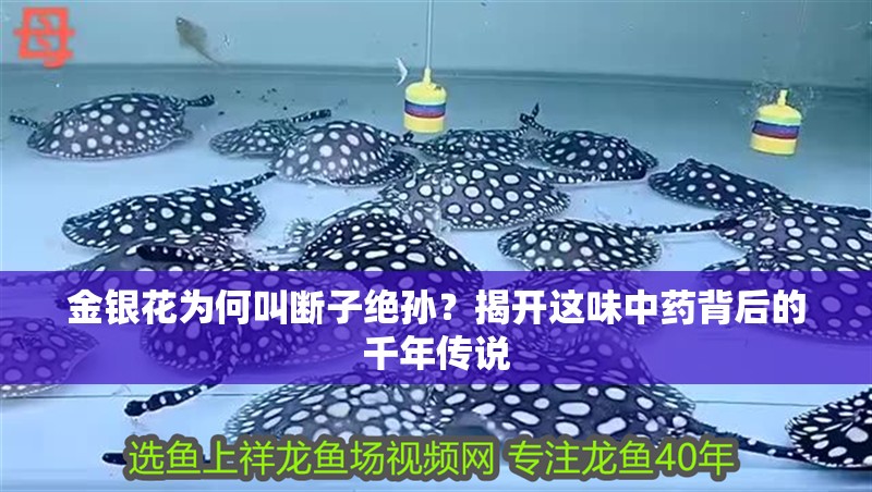 金銀花為何叫斷子絕孫？揭開這味中藥背后的千年傳說
