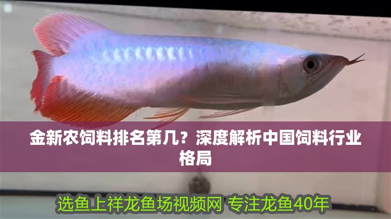 金新農飼料排名第幾?深度解析中國飼料行業格局 龍魚百科 第1張 金新農飼料排名第幾?深度解析中國飼料行業格局 金新農飼料排名第幾?深度解析中國飼料行業格局 龍魚百科 第1張