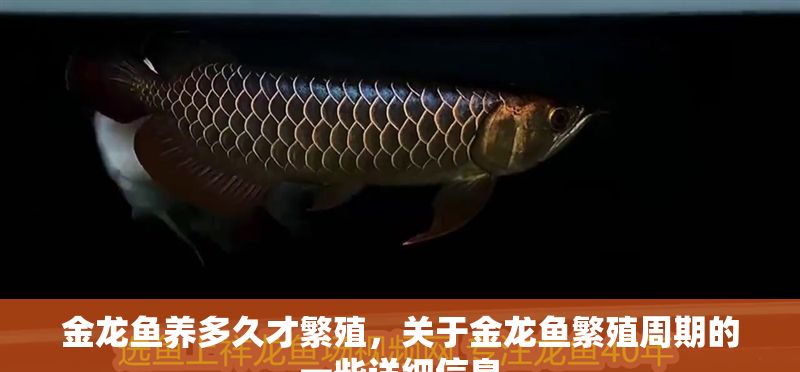 金龍魚養(yǎng)多久才繁殖，關(guān)于金龍魚繁殖周期的一些詳細(xì)信息