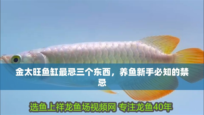 金太旺魚缸最忌三個東西，養魚新手必知的禁忌