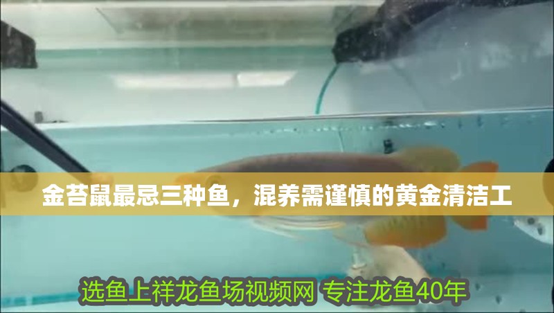 金苔鼠最忌三種魚，混養需謹慎的黃金清潔工 金苔鼠最忌三種魚，混養需謹慎的黃金清潔工 龍魚百科 第1張