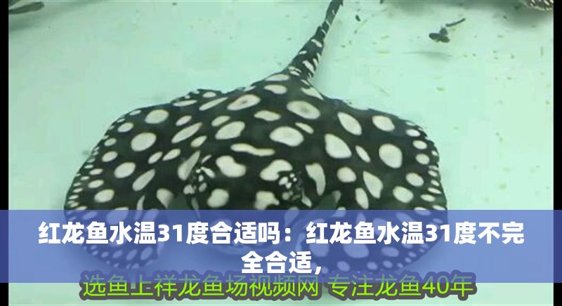 紅龍魚水溫31度合適嗎：紅龍魚水溫31度不完全合適，