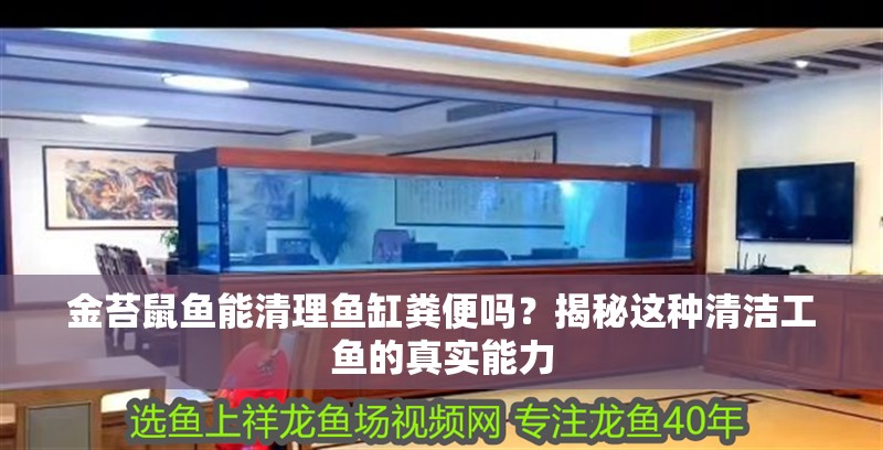 金苔鼠魚能清理魚缸糞便嗎？揭秘這種清潔工魚的真實能力