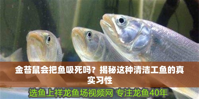 金苔鼠會把魚吸死嗎？揭秘這種清潔工魚的真實習性