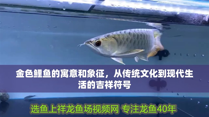 金色鯉魚的寓意和象征，從傳統文化到現代生活的吉祥符號
