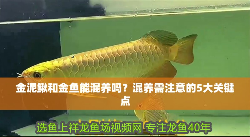 金泥鰍和金魚能混養(yǎng)嗎？混養(yǎng)需注意的5大關(guān)鍵點