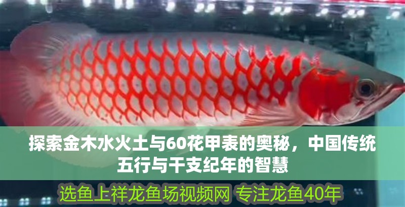 探索金木水火土與60花甲表的奧秘，中國傳統五行與干支紀年的智慧