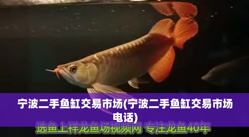 寧波二手魚缸交易市場(寧波二手魚缸交易市場電話) 寧波二手魚缸交易市場(寧波二手魚缸交易市場電話) 龍魚百科 第1張