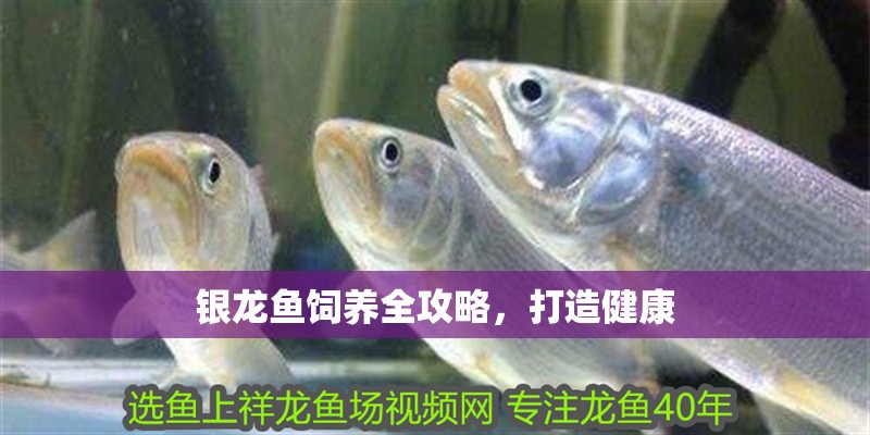 銀龍魚飼養全攻略，打造健康