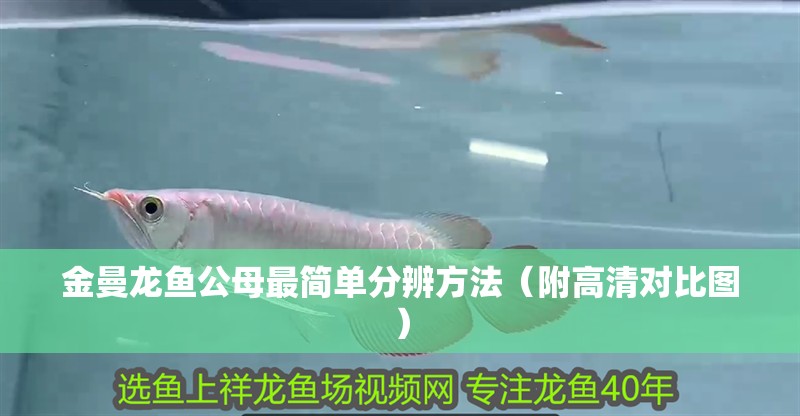 金曼龍魚公母最簡單分辨方法（附高清對比圖）