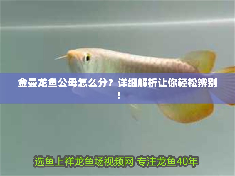 金曼龍魚公母怎么分？詳細解析讓你輕松辨別！