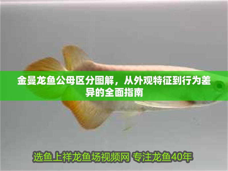 金曼龍魚公母區(qū)分圖解，從外觀特征到行為差異的全面指南