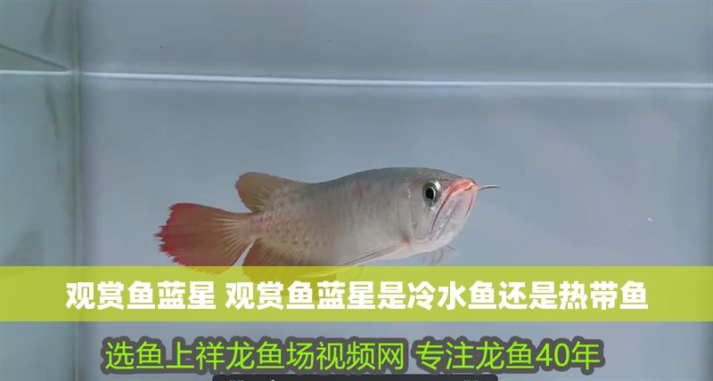 觀賞魚藍星 觀賞魚藍星是冷水魚還是熱帶魚