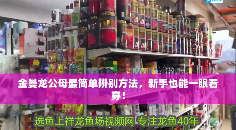金曼龍公母最簡單辨別方法，新手也能一眼看穿！ 金曼龍公母最簡單辨別方法，新手也能一眼看穿！ 龍魚百科 第1張