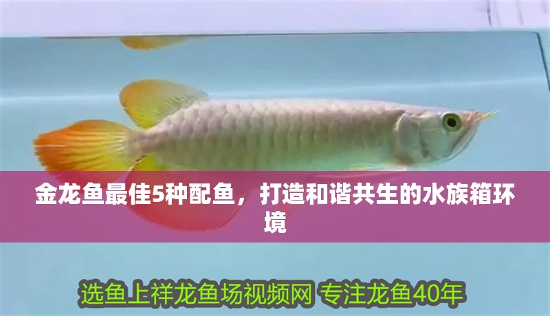 金龍魚最佳5種配魚，打造和諧共生的水族箱環境