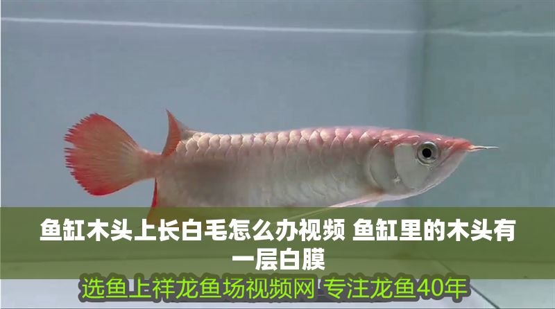 魚缸木頭上長白毛怎么辦視頻 魚缸里的木頭有一層白膜