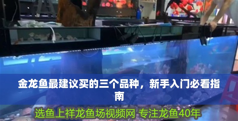 金龍魚最建議買的三個品種，新手入門必看指南