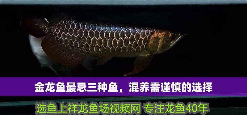 金龍魚最忌三種魚，混養(yǎng)需謹(jǐn)慎的選擇