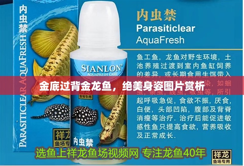 金底過背金龍魚，絕美身姿圖片賞析