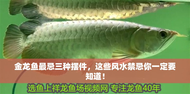 金龍魚最忌三種擺件，這些風水禁忌你一定要知道！