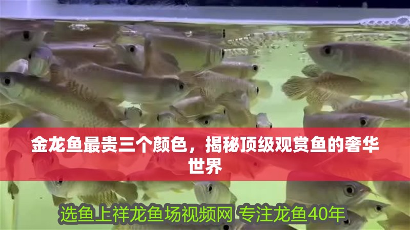 金龍魚最貴三個顏色，揭秘頂級觀賞魚的奢華世界