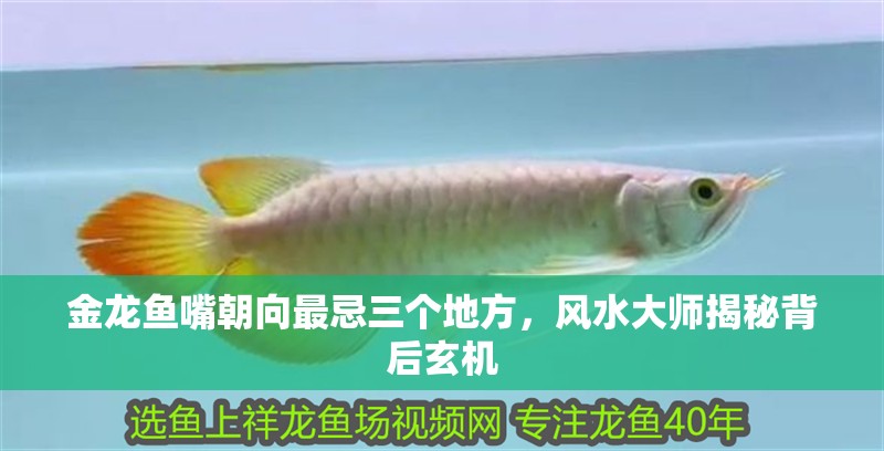 金龍魚嘴朝向最忌三個地方,風(fēng)水大師揭秘背后玄機 龍魚百科 第2張 金龍魚嘴朝向最忌三個地方,風(fēng)水大師揭秘背后玄機 金龍魚嘴朝向最忌三個地方,風(fēng)水大師揭秘背后玄機 龍魚百科 第2張