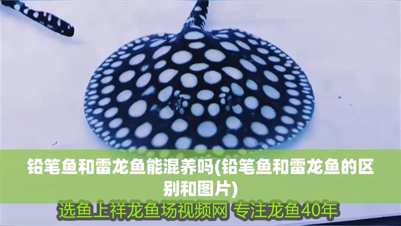 鉛筆魚和雷龍魚能混養(yǎng)嗎(鉛筆魚和雷龍魚的區(qū)別和圖片) 鉛筆魚和雷龍魚能混養(yǎng)嗎(鉛筆魚和雷龍魚的區(qū)別和圖片) 龍魚百科 第1張