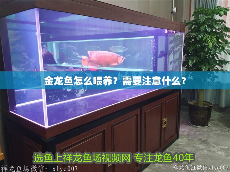 金龍魚怎么喂養？需要注意什么？