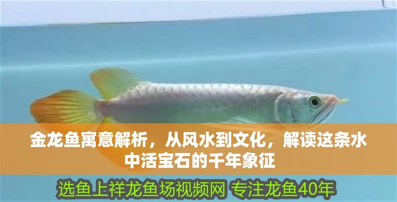 金龍魚寓意解析，從風水到文化，解讀這條水中活寶石的千年象征 金龍魚寓意解析，從風水到文化，解讀這條水中活寶石的千年象征 龍魚百科 第1張