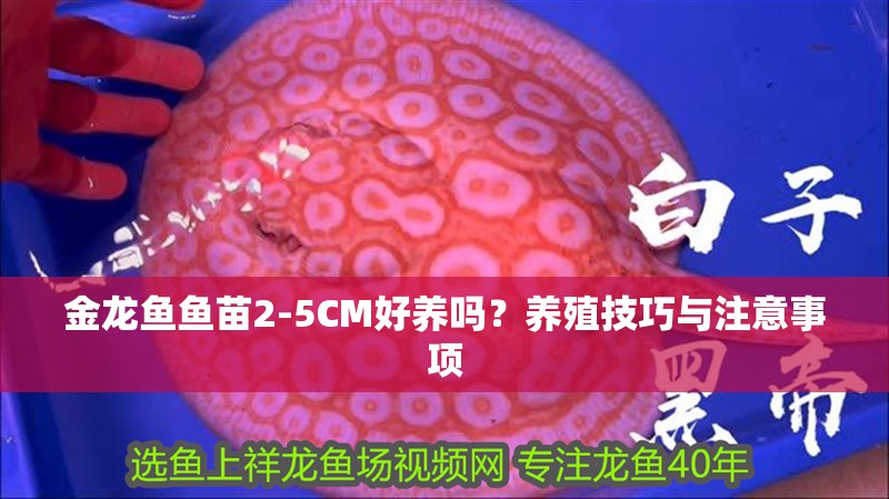 金龍魚魚苗2-5CM好養嗎？養殖技巧與注意事項