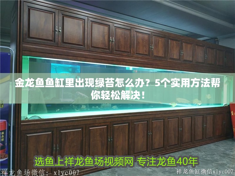 金龍魚魚缸里出現綠苔怎么辦?5個實用方法幫你輕松解決! 龍魚百科 第2張 金龍魚魚缸里出現綠苔怎么辦?5個實用方法幫你輕松解決! 金龍魚魚缸里出現綠苔怎么辦?5個實用方法幫你輕松解決! 龍魚百科 第2張