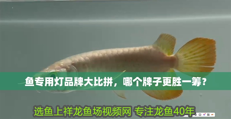 魚專用燈品牌大比拼，哪個牌子更勝一籌？ 魚專用燈品牌大比拼，哪個牌子更勝一籌？ 水族問答