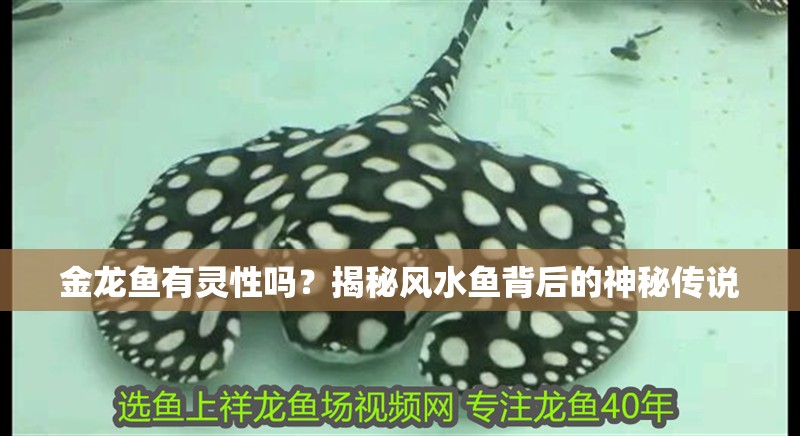 金龍魚有靈性嗎？揭秘風水魚背后的神秘傳說
